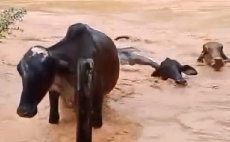 VÍDEO | Gado é arrastado por enchente em cidade do Sul do ES