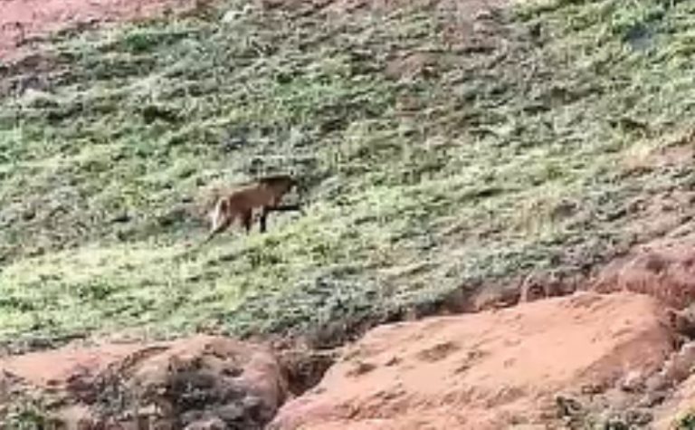 VÍDEO | Lobo “Arrascaeta” aparece em cafezal no Caparaó Capixaba