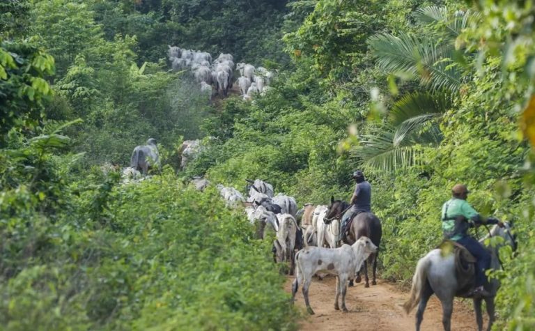 Vaqueiro contratado pelo Ibama é morto em terra indígena no Pará
