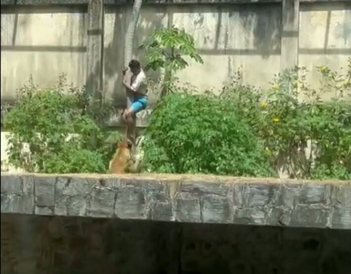 Zoológico em que leoa matou jovem reabre na quinta; animal passa a ter monitoramento específico