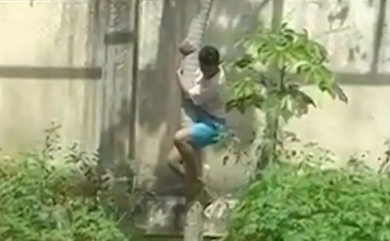 Zoológico em que leoa matou jovem vai reabrir com novas medidas de segurança