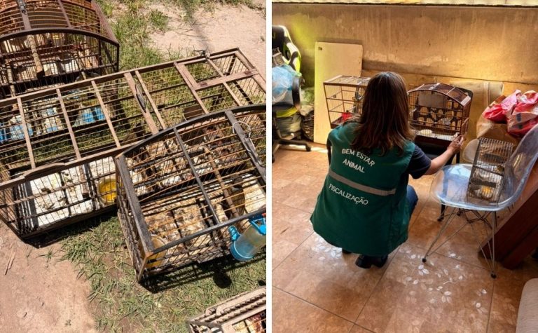 14 aves silvestres mantidas em condições irregulares são apreendidas durante ação