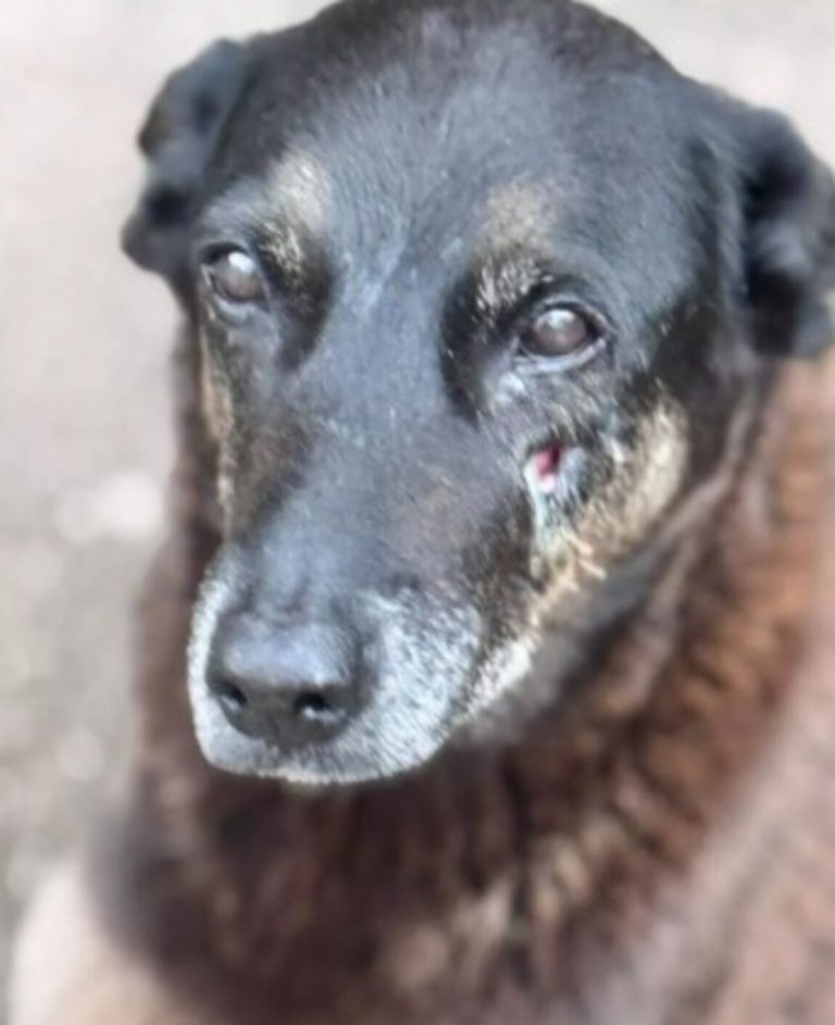 Adolescentes suspeitos de matar cão ‘Orelha’ estão nos Estados Unidos