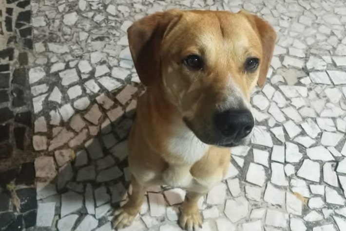 Adolescentes suspeitos de matar cão Orelha já tinham tentado afogar outro cachorro, diz polícia