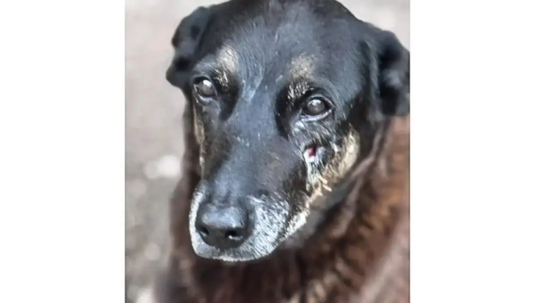 Adolescentes suspeitos de matar o cão Orelha voltam ao Brasil