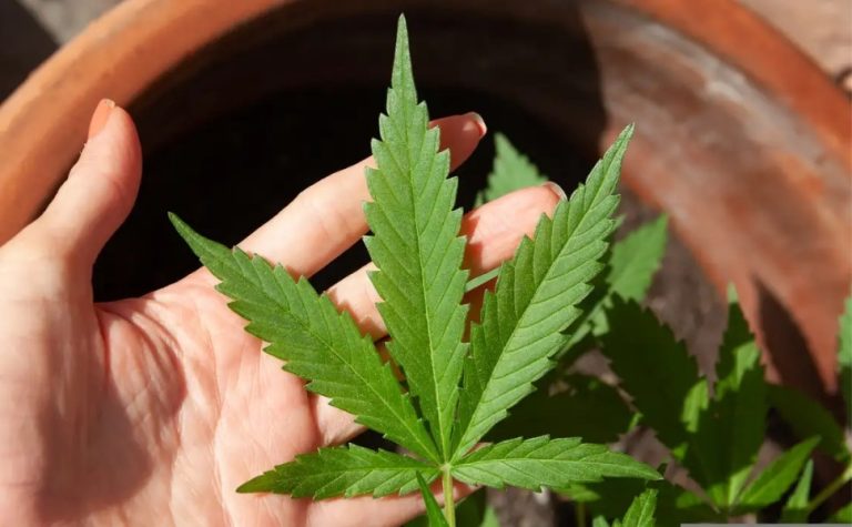 Anvisa discute nesta quarta regras para a produção de cannabis no país