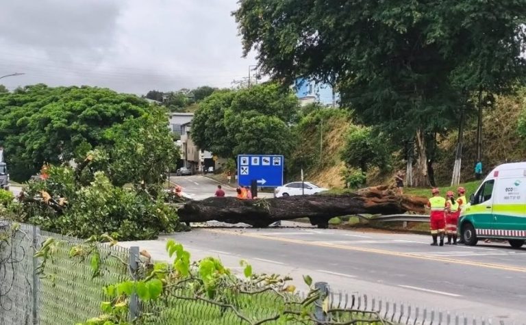 BR-101 fica interditada após queda de árvore em João Neiva
