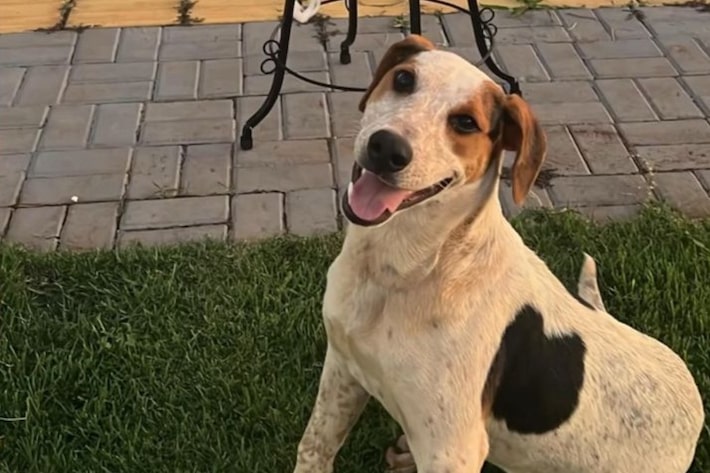 Cachorro comunitário é morto no PR em mais um episódio de violência contra animais