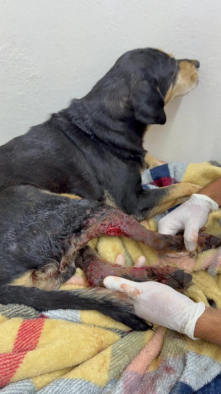 Cachorro é baleado por policial militar no RS