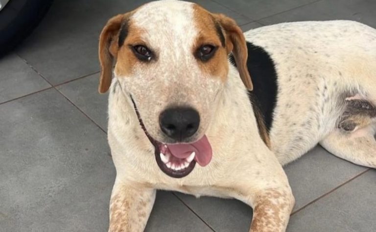 Conheça o cão ‘Abacate’, morto a tiros no Paraná: ‘Um amor de animal’