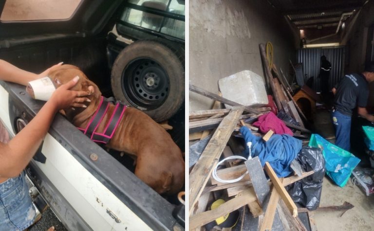 Duas pessoas ficam feridas após ataques de pitbull em Guarapari