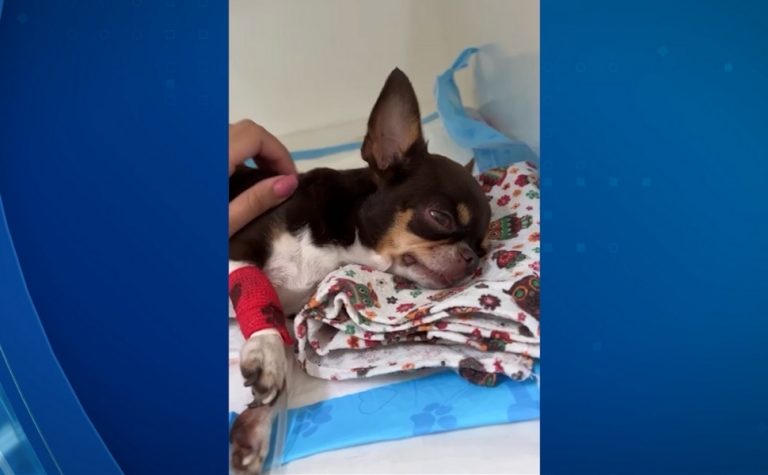 Envenenamento de animais em condomínio de luxo da Serra é investigado
