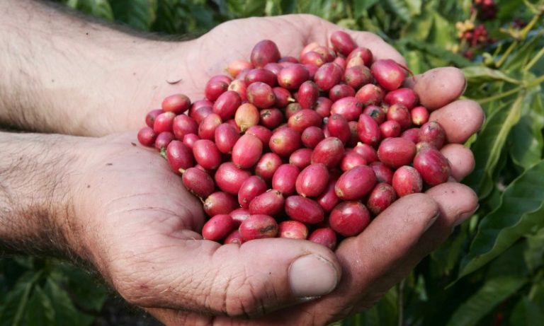 Espírito Santo registra R$ 5,51 bilhões em crédito rural