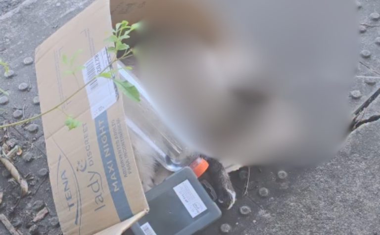 Caso de gato enforcado na Ilha do Boi é desvendado