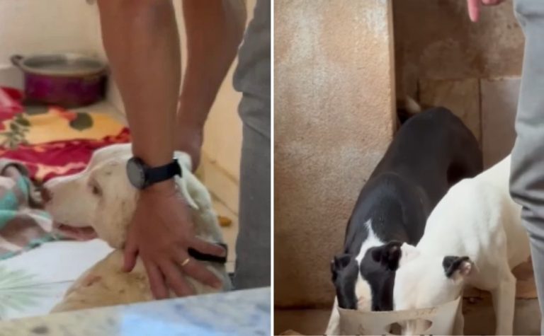 Homem é preso em operação contra maus-tratos a animais no ES