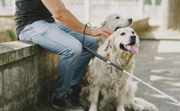 Justiça condena TAP por impedir embarque de cão de assistência criança autista