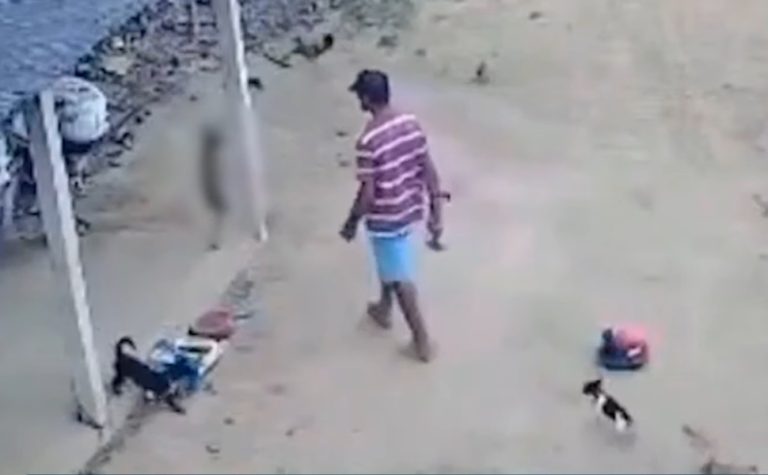 MPES denuncia homem acusado de matar cadela no Noroeste do ES