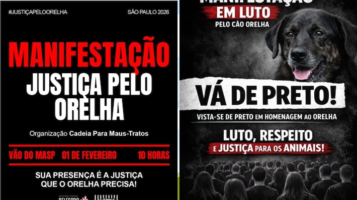 Manifestações pela morte do cão Orelha serão realizadas em capitais do Brasil; veja onde