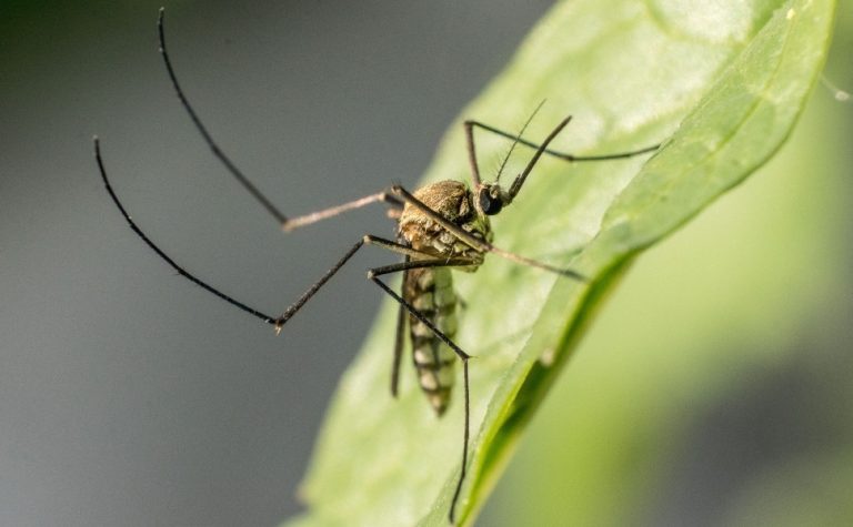 Mosquitos da mata atlântica preferem sangue humano, diz estudo