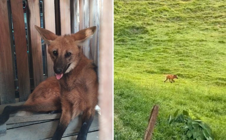 Polícia ambiental resgata lobo-guará e filma soltura do animal em região rural