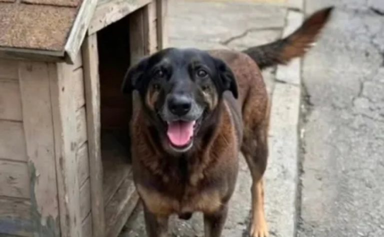 Cão Orelha: adolescentes investigados são suspeitos de outros crimes em SC