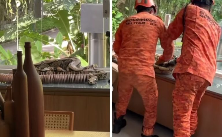 Thaila Ayala encontra cobra dentro de casa no Rio e compartilha cenas no Instagram