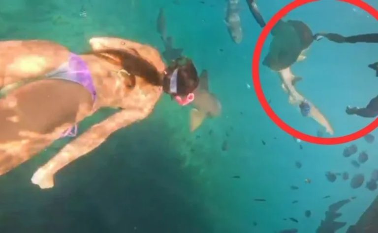 Turista é mordida por tubarão durante mergulho em Fernando de Noronha