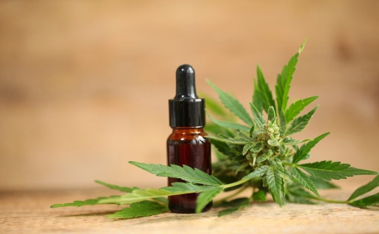 Anvisa publica regras para cultivo de Cannabis medicinal, com início em agosto