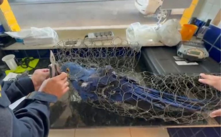 Arara-azul amarrada em arame é encontrada em porta-malas e morre no Piauí