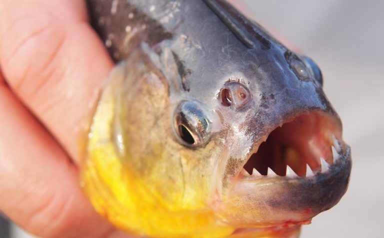 Ataque de piranhas na Argentina deixa 46 feridos; vítima teve dedo amputado