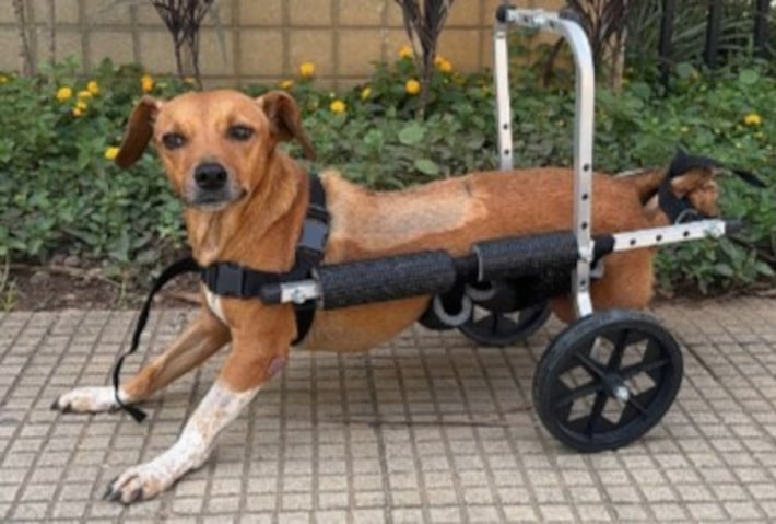 Cachorra paraplégica fica presa sob veículo após temporal em MG e é resgatada por policias