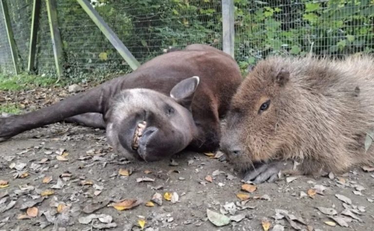 Capivara e anta brasileira, amigas, são sacrificadas em zoo na Inglaterra