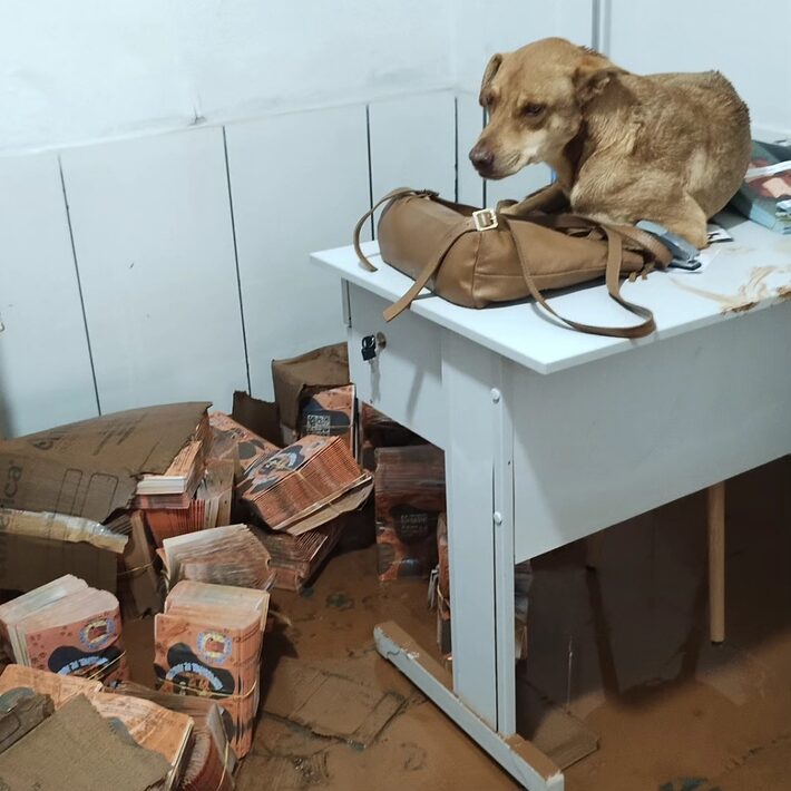 Chuva em Juiz de Fora: voluntários se mobilizam no resgate de animais