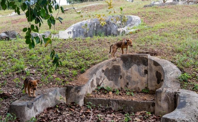Governo de SP autoriza cães e gatos serem sepultados em jazigos familiares