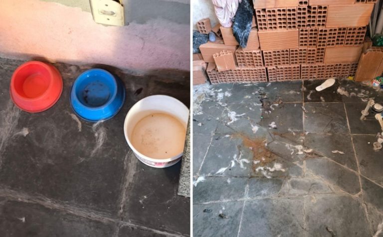 Jovem é preso após cachorro ser flagrado em situação de maus-tratos em Vitória