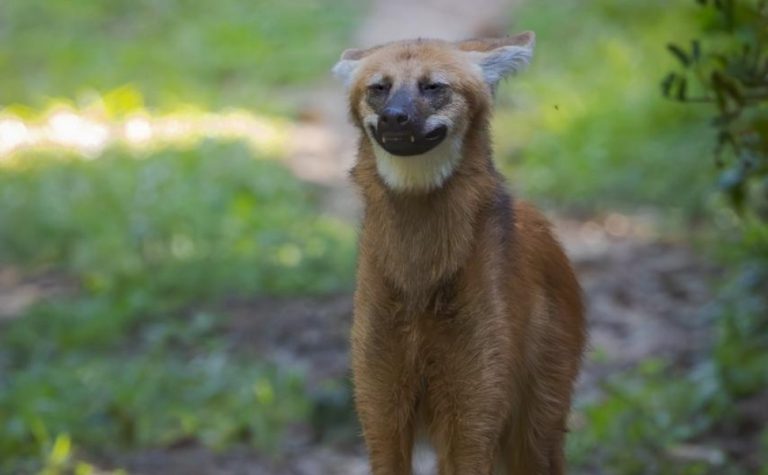 Lobo-guará “sorri” para fotógrafo no ES e viraliza