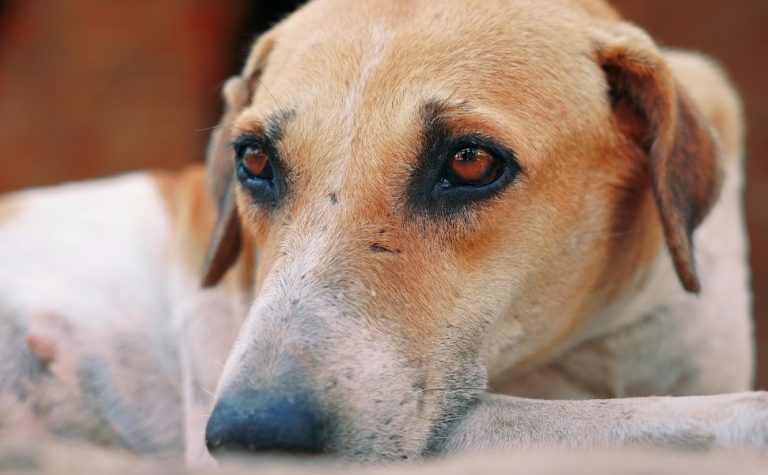 Mais de 600 são investigados por maltratar animais no Espírito Santo