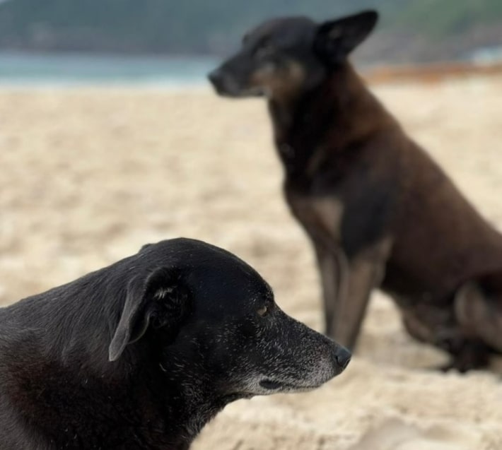 Morre a cadela Pretinha, companheira do cão Orelha, de doença parasitária