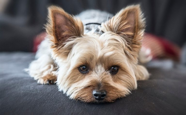 Mulher chama bombeiros para salvar “filho” engasgado, mas era um cãozinho