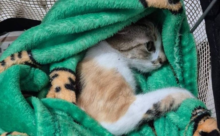 Mulher é presa após arremessar gata do 12º andar de prédio em Curitiba