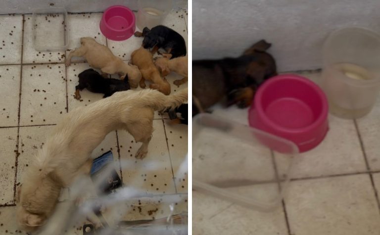 Mulher é presa por suspeita de maus-tratos a filhotes em Vila Velha