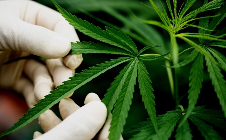 Novas regras da Anvisa sobre cannabis medicinal passam a valer em agosto