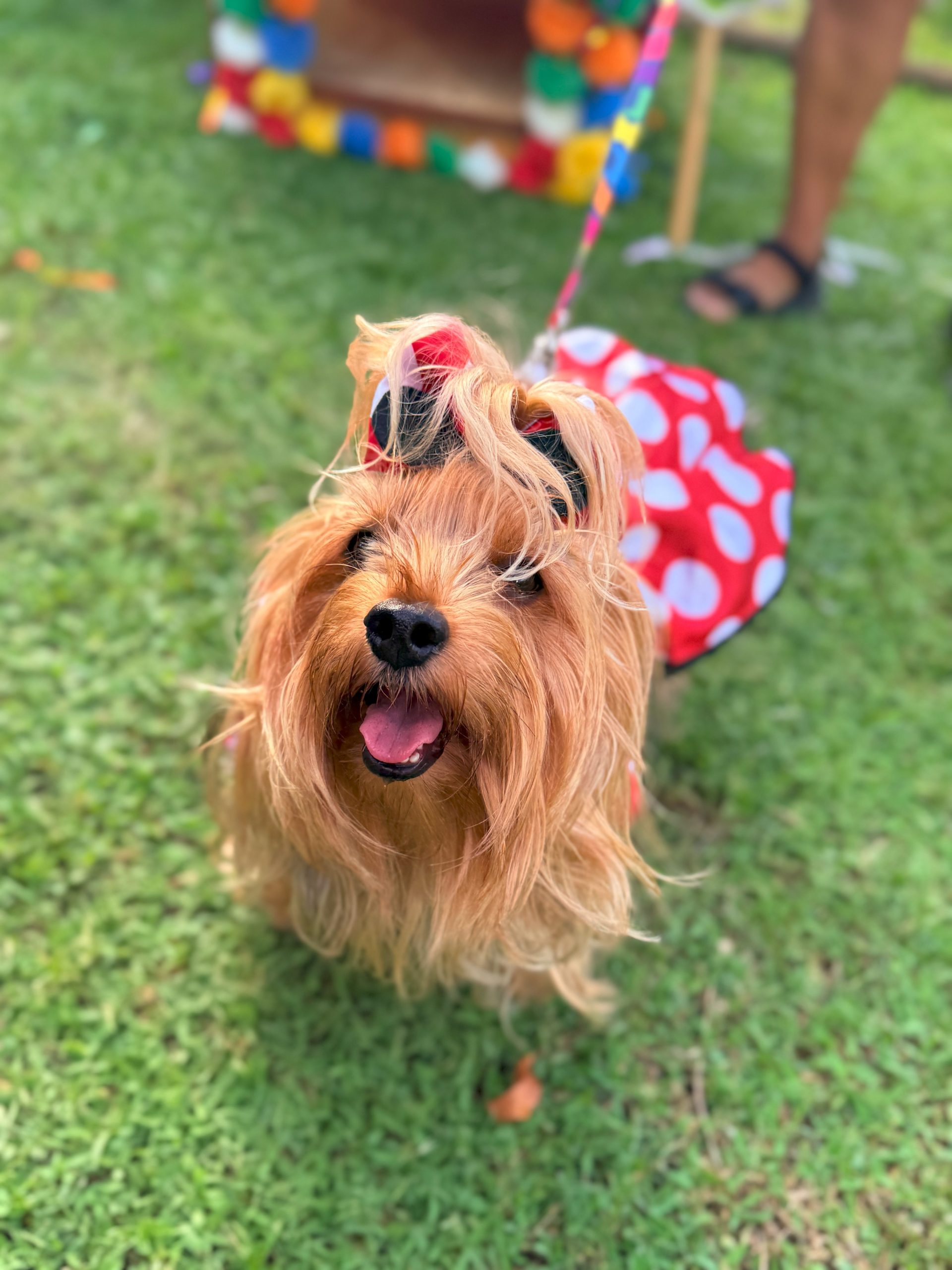 Plaza Shopping encerra o Carnaval com Bailinho Pet