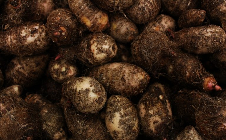 Produção de inhame cresce no Espírito Santo