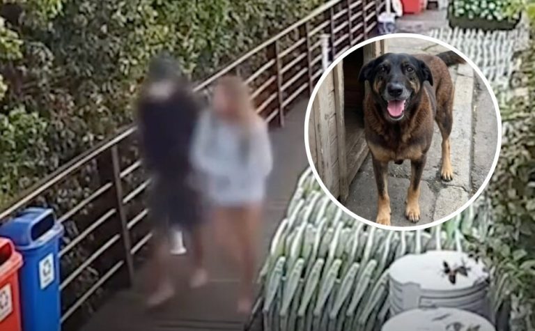 Saiba como adolescente responsável pela morte do cão Orelha foi identificado