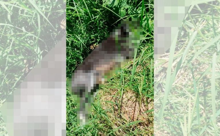 Seis cães são encontrados mortos com sinais de maus-tratos no Rio Grande do Sul