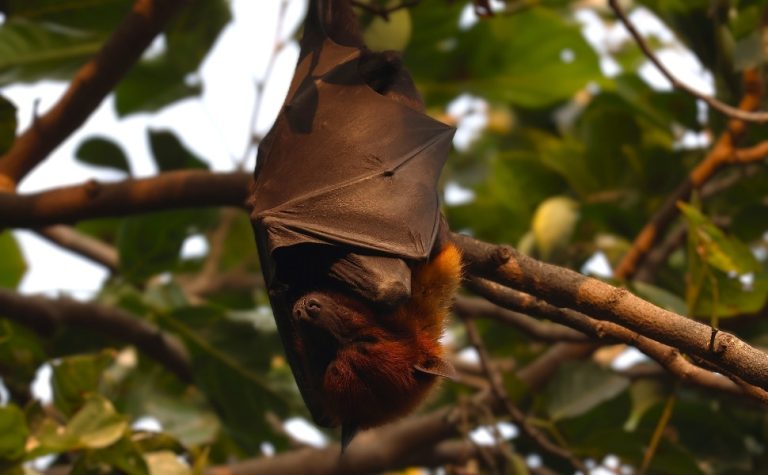 Surto do vírus Nipah na Índia pode chegar ao Brasil?