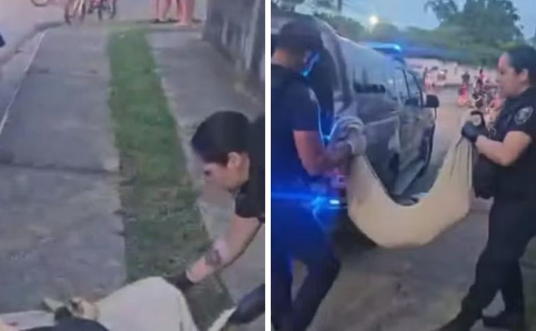 Três adolescentes são apreendidos suspeitos de arremessar cão do alto de um prédio