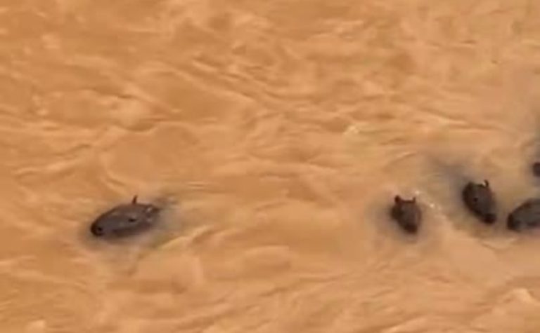 VÍDEO | Grupo de capivaras enfrenta correnteza em rio de Fundão
