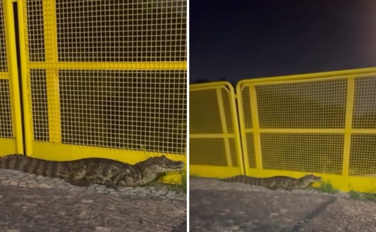 VÍDEO | Jacaré é flagrado ‘dando passeio’ em Jardim Camburi